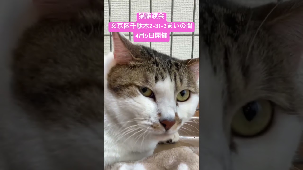 次回猫譲渡会は4月5日 #川上麻衣子 #しあわせにゃんこ #猫譲渡会