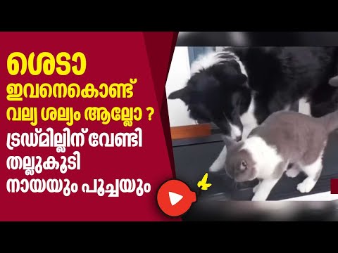 ശെടാ ഇവനെകൊണ്ട് വല്യ ശല്യം ആയല്ലോ ?ട്രഡ്മില്ലിന് വേണ്ടി തല്ലുകൂടി നായയും പൂച്ചയും | Dog | Cat
