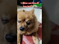 Naina???? #trending #reels #ytshorts #pets #animals #dog #shorts #doglove #viralvideo