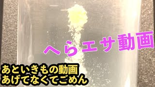 いきもの動画あげてなくてごめんなさいだけど釣りします【野釣りのへらぶな釣り】
