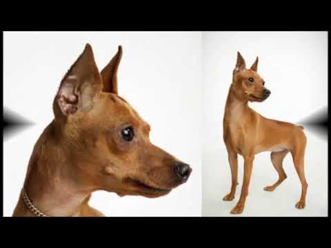 NOMES PARA CÃES DA RAÇA PINSCHER FÊMEA!
