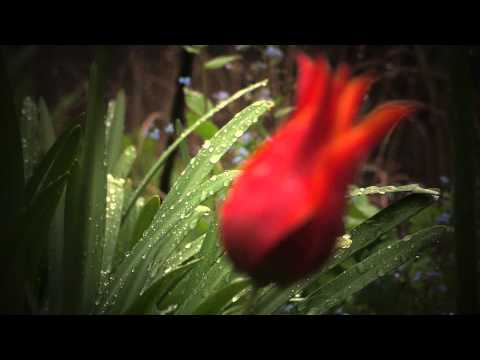 APRIL RAIN BY LANGSTON HUGHES visual data 4