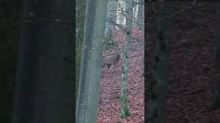 Drückjagd 🦌 Krankes Wild im ⁨@Huntingroom⁩