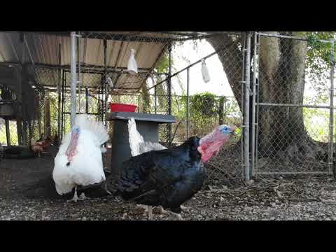 18420 SW 204th Street, Miami FL 33187