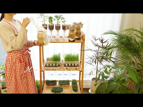, title : 'SUB) 집 안에서 쉽게 키워먹는 식재료 : 일주일만에 이만큼 자랐어요ㅣTips for Growing Edible Plants Indoors 🌿'