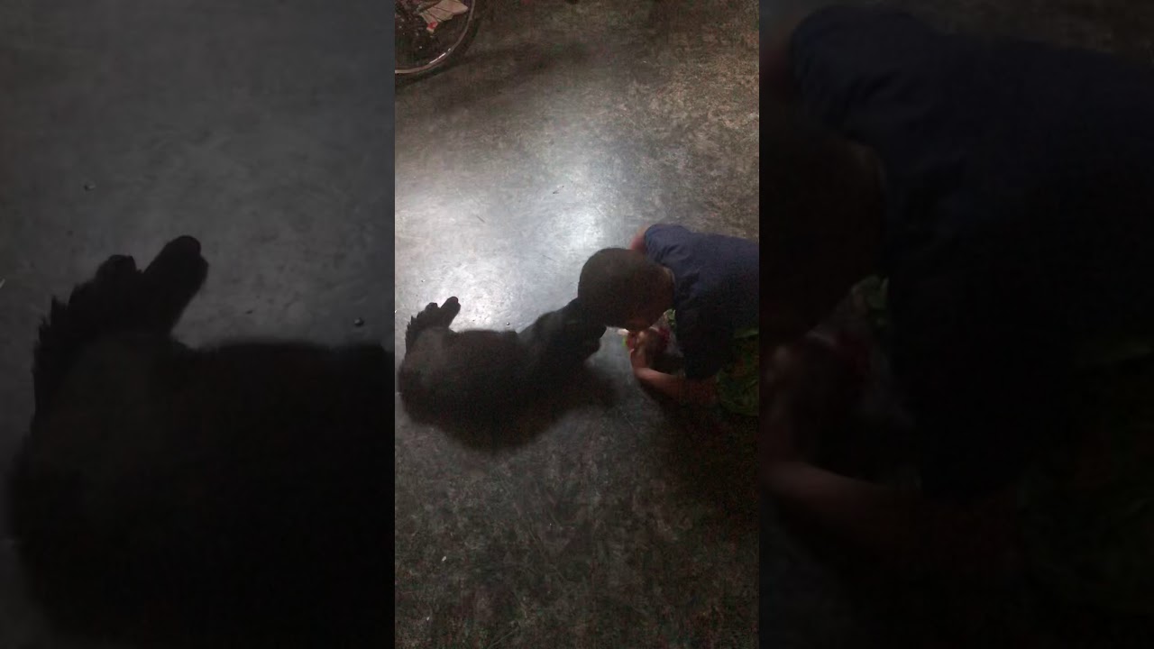 Watch video Skit-Dat-Diddly-Dee Now Skit-Dat-Diddly-Dee