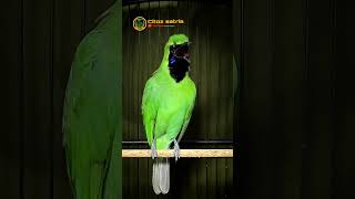 Download lagu 🔴MEWAH || Cucak ijo gacor isian kenari #shorts mp3
