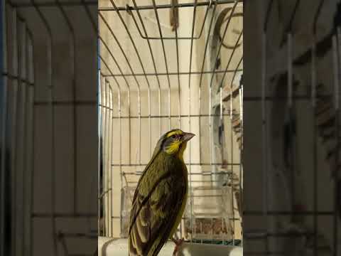 Serin mozambique chant... 10 mois