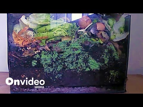 Compost Me | Time Lapse | Spicers Ending
