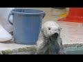 Sea Otter Mei Chan And Kira Chan Munching On Shellfish