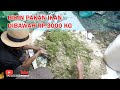MEMBUAT PAKAN IKAN HARGA DIBAWAH Rp 3000 KG Bayudiningrat Bayusehatmandiri Pertanian