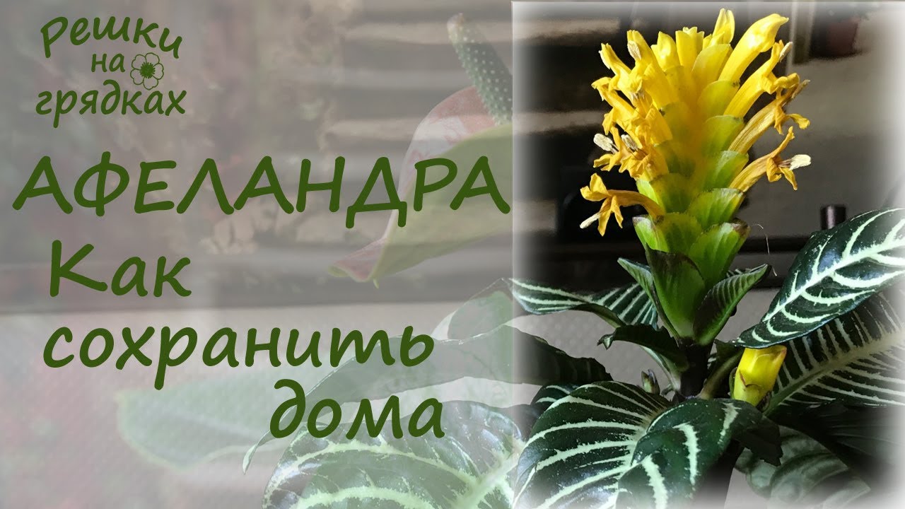 Афеландра Фото Уход В Домашних Условиях Размножение