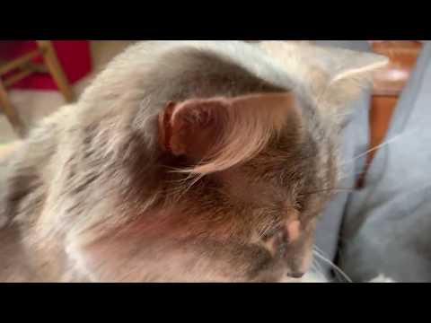 Sudden paralysis in guinea pigs