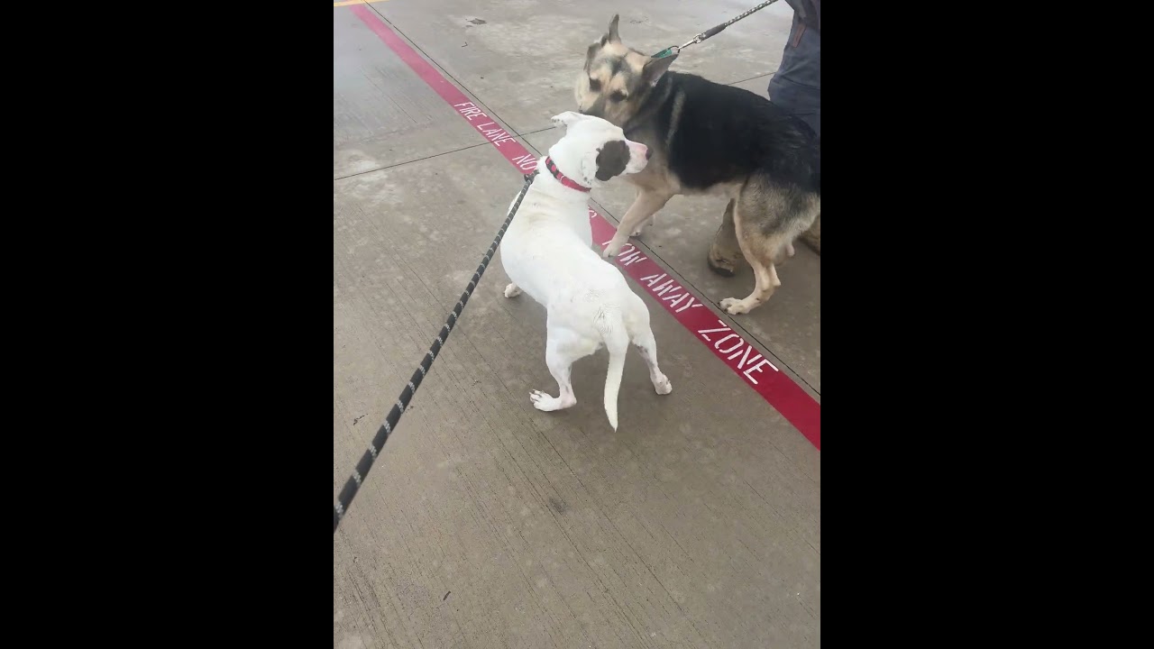 Enlarge Piper, a Adoptable mixed breed in Boonton, NJ video 5/5