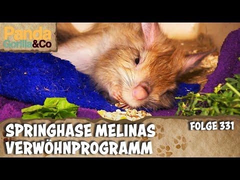 Ganz viel Ruhe und Zuneigung für kleine Patienten| Panda, Gorilla & Co.