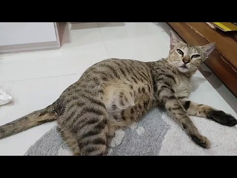 mother cat is in labor pain | cat trying hard but couldn't give birth