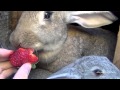 Big Flemish Giant Bunny Rabbit with babies are ...