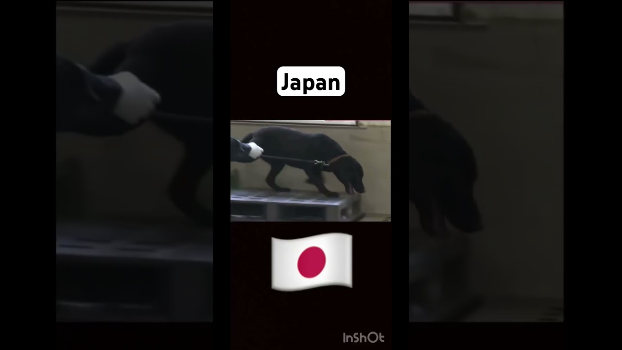 かわいい #日本とロシアの違い #russia #shorts #jokes #memes #japan #russland #cat #dog #ロシア