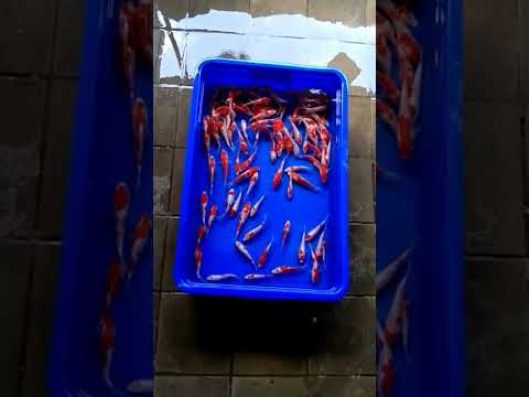 masih kecil warna sudah menarik, ikan koi calon kontes #ikanhias #shorts