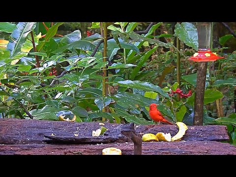 Summer Tanager Wows On The Panama Fruit Feeder – Nov. 13, 2020