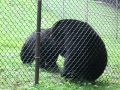 Black Bears Fighting