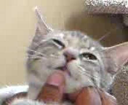 Hurt-Christina Aguelara Cat Style