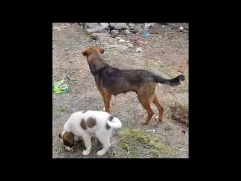 Daylin- Hundegarten Serres e.V.