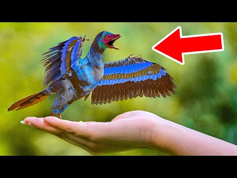 世界最小の恐竜