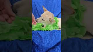 Video preview image #1 Huskies -Unknown Mix Puppy For Sale in Cuba, NY, USA