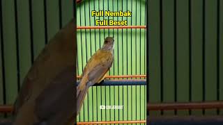 Download lagu Cucak Jenggot Full Nembak & Full Beset #cucakjenggotbeset mp3 Download lagu Cucak Jenggot Full Nembak & Full Beset #cucakjenggotbeset mp3