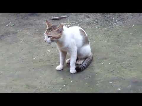 RAJASHREE CRYING AND CAT MEW MEW #shorts