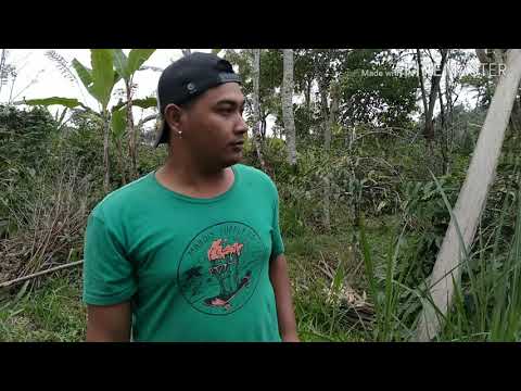 Semprong meprada - yan mus(parody)