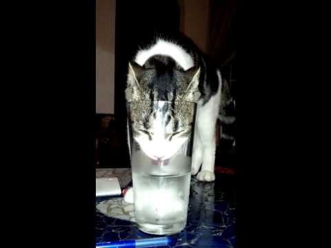 cat licking water from glass