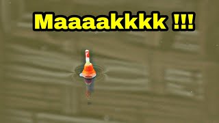 Download lagu mancing di spot mancing belanak emak emak'an mp3