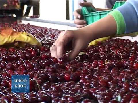 Откупна цена вишања дупло нижа од прошлогодишње