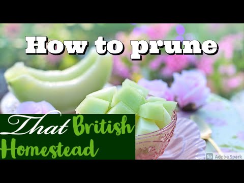 How to prune melons; Growing without a greenhouse!