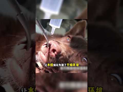 可憐的狗狗，鼻子有個奇怪的東西  #暖心 #狗狗 #感动 #救助