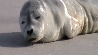 preview picture of video 'BABY SEAL PART 2 RESTING ON HAMPTON BEACH 6192011 WOKE UP TO LOW TIDE  NOW ITS TRYING TO GET BACK'