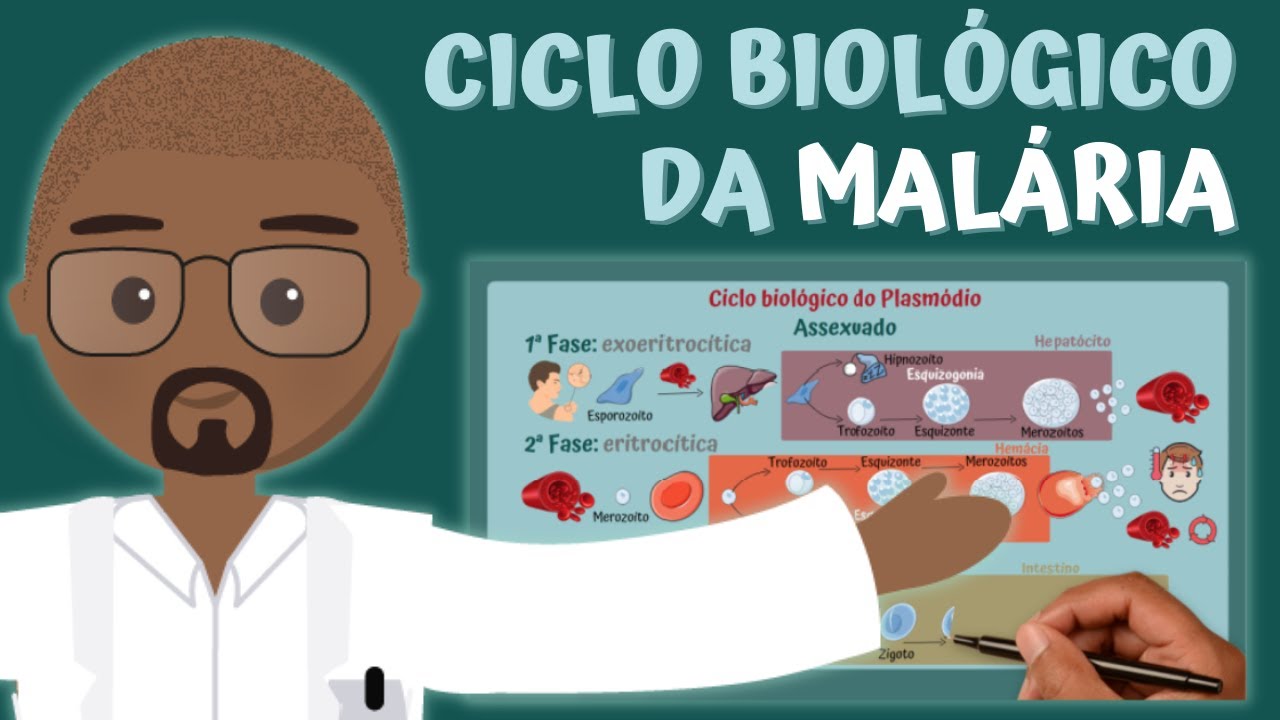 Ciclo Biológico da MALÁRIA (Plasmódio) | PARASITOLOGIA ILUSTRADA