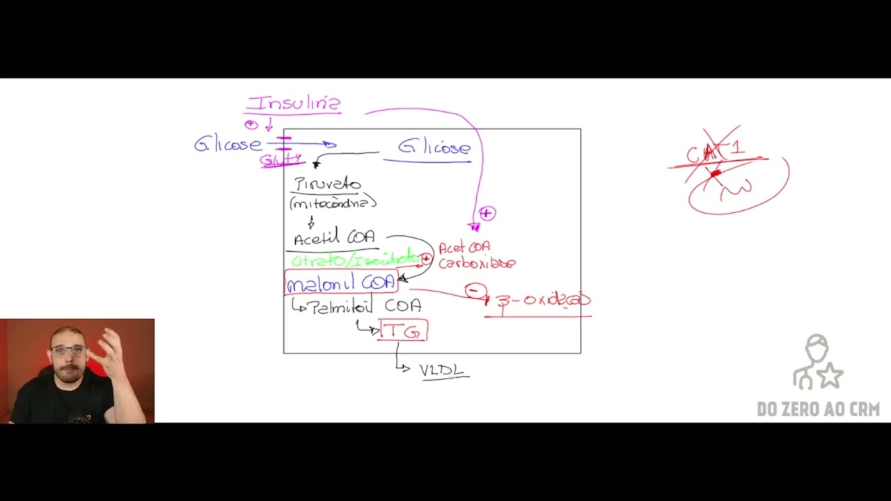 INSULINA E GLUCAGON - PARTE 3 (CAPITULO 79 - GUYTON)