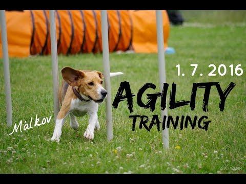 Agility training | 1. 7. 2016 | MÁLKOV
