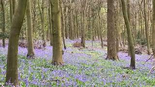 Meenfield Bluebell Woods (Shoreham Woods) - English Forest Birdsong Nature Sounds #2