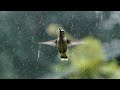 Rain Status Video Moody Rain Rain Love Rain Season Rain Status Status Video