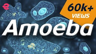 What is An Amoeba | Biology | Extraclass.com