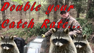 Raccoon Trapping Pro Tips