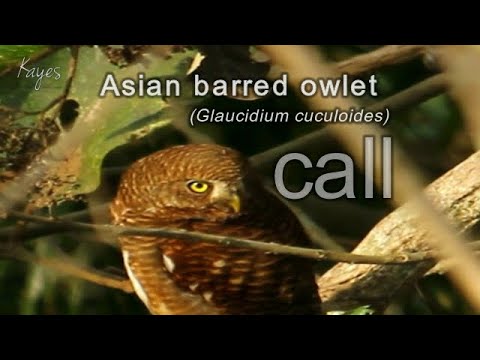 Asian barred owlet Glaucidium cuculoides call in breeding season