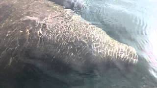preview picture of video 'Homosassa Springs Manatee Paddle'