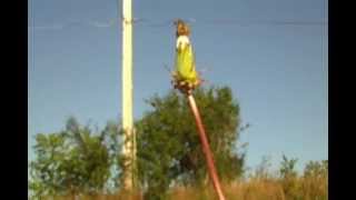 Bibio Lover&#39;s Carvings