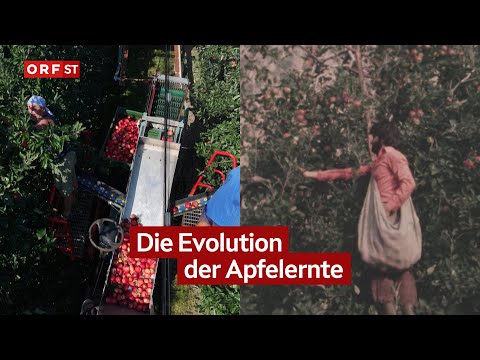 Flashback: From Tschaggl to technology in the apple orchards | South Tyrol today from 01.09.2025