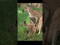 Kangaroo Kids Joeys At Brookfield Zoo